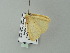  ( - BC ZSM Lep 64733)  @12 [ ] CreativeCommons - Attribution Non-Commercial Share-Alike (2012) Axel Hausmann/Bavarian State Collection of Zoology (ZSM) SNSB, Zoologische Staatssammlung Muenchen