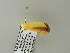  ( - BC ZSM Lep 64738)  @12 [ ] CreativeCommons - Attribution Non-Commercial Share-Alike (2012) Axel Hausmann/Bavarian State Collection of Zoology (ZSM) SNSB, Zoologische Staatssammlung Muenchen
