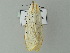  ( - BC ZSM Lep 64739)  @12 [ ] CreativeCommons - Attribution Non-Commercial Share-Alike (2012) Axel Hausmann/Bavarian State Collection of Zoology (ZSM) SNSB, Zoologische Staatssammlung Muenchen