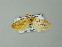  (Lacipa gemmata - BC ZSM Lep 64745)  @13 [ ] CreativeCommons - Attribution Non-Commercial Share-Alike (2012) Axel Hausmann/Bavarian State Collection of Zoology (ZSM) SNSB, Zoologische Staatssammlung Muenchen