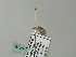 ( - BC ZSM Lep 64937)  @12 [ ] CreativeCommons - Attribution Non-Commercial Share-Alike (2012) Axel Hausmann/Bavarian State Collection of Zoology (ZSM) SNSB, Zoologische Staatssammlung Muenchen