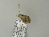  ( - BC ZSM Lep 64944)  @12 [ ] CreativeCommons - Attribution Non-Commercial Share-Alike (2012) Axel Hausmann/Bavarian State Collection of Zoology (ZSM) SNSB, Zoologische Staatssammlung Muenchen