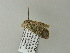  ( - BC ZSM Lep 65002)  @12 [ ] CreativeCommons - Attribution Non-Commercial Share-Alike (2012) Axel Hausmann/Bavarian State Collection of Zoology (ZSM) SNSB, Zoologische Staatssammlung Muenchen