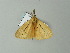  ( - BC ZSM Lep 65017)  @12 [ ] CreativeCommons - Attribution Non-Commercial Share-Alike (2012) Axel Hausmann/Bavarian State Collection of Zoology (ZSM) SNSB, Zoologische Staatssammlung Muenchen