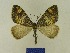  ( - BMB Lep 00706)  @13 [ ] Copyright (2012) Axel Hausmann/Bavarian State Collection of Zoology (ZSM) SNSB, Zoologische Staatssammlung Muenchen