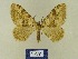  ( - BMB Lep 00721)  @13 [ ] Copyright (2012) Axel Hausmann/Bavarian State Collection of Zoology (ZSM) SNSB, Zoologische Staatssammlung Muenchen