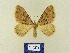  (Xanthorhoe sandosaria - BMB Lep 00722)  @14 [ ] Copyright (2012) Axel Hausmann/Bavarian State Collection of Zoology (ZSM) SNSB, Zoologische Staatssammlung Muenchen