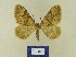  ( - BMB Lep 00723)  @13 [ ] Copyright (2012) Axel Hausmann/Bavarian State Collection of Zoology (ZSM) SNSB, Zoologische Staatssammlung Muenchen