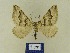  ( - BMB Lep 00729)  @13 [ ] Copyright (2012) Axel Hausmann/Bavarian State Collection of Zoology (ZSM) SNSB, Zoologische Staatssammlung Muenchen