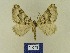  ( - BMB Lep 00730)  @13 [ ] Copyright (2012) Axel Hausmann/Bavarian State Collection of Zoology (ZSM) SNSB, Zoologische Staatssammlung Muenchen