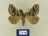  ( - BMB Lep 00733)  @13 [ ] Copyright (2012) Axel Hausmann/Bavarian State Collection of Zoology (ZSM) SNSB, Zoologische Staatssammlung Muenchen