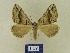  (Scotopteryx peribolataJG01Tn - BMB Lep 00734)  @13 [ ] Copyright (2012) Axel Hausmann/Bavarian State Collection of Zoology (ZSM) SNSB, Zoologische Staatssammlung Muenchen