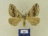  ( - BMB Lep 00735)  @12 [ ] Copyright (2012) Axel Hausmann/Bavarian State Collection of Zoology (ZSM) SNSB, Zoologische Staatssammlung Muenchen
