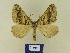  ( - BMB Lep 00736)  @12 [ ] Copyright (2012) Axel Hausmann/Bavarian State Collection of Zoology (ZSM) SNSB, Zoologische Staatssammlung Muenchen