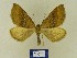  ( - BMB Lep 00737)  @13 [ ] Copyright (2012) Axel Hausmann/Bavarian State Collection of Zoology (ZSM) SNSB, Zoologische Staatssammlung Muenchen
