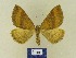  ( - BMB Lep 00738)  @13 [ ] Copyright (2012) Axel Hausmann/Bavarian State Collection of Zoology (ZSM) SNSB, Zoologische Staatssammlung Muenchen