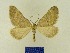  (Scotopteryx nebulata - BMB Lep 00741)  @13 [ ] Copyright (2012) Axel Hausmann/Bavarian State Collection of Zoology (ZSM) SNSB, Zoologische Staatssammlung Muenchen