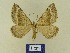  ( - BMB Lep 00742)  @13 [ ] Copyright (2012) Axel Hausmann/Bavarian State Collection of Zoology (ZSM) SNSB, Zoologische Staatssammlung Muenchen