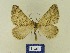  ( - BMB Lep 00744)  @13 [ ] Copyright (2012) Axel Hausmann/Bavarian State Collection of Zoology (ZSM) SNSB, Zoologische Staatssammlung Muenchen