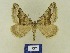  ( - BMB Lep 00745)  @13 [ ] Copyright (2012) Axel Hausmann/Bavarian State Collection of Zoology (ZSM) SNSB, Zoologische Staatssammlung Muenchen