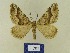 ( - BMB Lep 00746)  @11 [ ] Copyright (2012) Axel Hausmann/Bavarian State Collection of Zoology (ZSM) SNSB, Zoologische Staatssammlung Muenchen