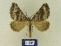  ( - BMB Lep 00750)  @12 [ ] Copyright (2012) Axel Hausmann/Bavarian State Collection of Zoology (ZSM) SNSB, Zoologische Staatssammlung Muenchen