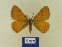  ( - BMB Lep 00755)  @11 [ ] Copyright (2012) Axel Hausmann/Bavarian State Collection of Zoology (ZSM) SNSB, Zoologische Staatssammlung Muenchen