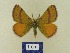  ( - BMB Lep 00756)  @13 [ ] Copyright (2012) Axel Hausmann/Bavarian State Collection of Zoology (ZSM) SNSB, Zoologische Staatssammlung Muenchen