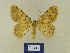  ( - BMB Lep 00765)  @13 [ ] Copyright (2012) Axel Hausmann/Bavarian State Collection of Zoology (ZSM) SNSB, Zoologische Staatssammlung Muenchen