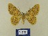  (Charissa lequatreiAH01Jo - BMB Lep 00766)  @14 [ ] Copyright (2012) Axel Hausmann/Bavarian State Collection of Zoology (ZSM) SNSB, Zoologische Staatssammlung Muenchen