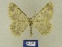  ( - BMB Lep 00769)  @13 [ ] Copyright (2012) Axel Hausmann/Bavarian State Collection of Zoology (ZSM) SNSB, Zoologische Staatssammlung Muenchen