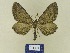  ( - BMB Lep 00778)  @13 [ ] Copyright (2012) Axel Hausmann/Bavarian State Collection of Zoology (ZSM) SNSB, Zoologische Staatssammlung Muenchen