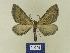  ( - BMB Lep 00781)  @12 [ ] Copyright (2012) Axel Hausmann/Bavarian State Collection of Zoology (ZSM) SNSB, Zoologische Staatssammlung Muenchen