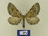 ( - BMB Lep 00782)  @12 [ ] Copyright (2012) Axel Hausmann/Bavarian State Collection of Zoology (ZSM) SNSB, Zoologische Staatssammlung Muenchen