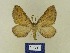  ( - BMB Lep 00784)  @14 [ ] Copyright (2012) Axel Hausmann/Bavarian State Collection of Zoology (ZSM) SNSB, Zoologische Staatssammlung Muenchen