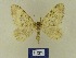  ( - BMB Lep 00786)  @13 [ ] Copyright (2012) Axel Hausmann/Bavarian State Collection of Zoology (ZSM) SNSB, Zoologische Staatssammlung Muenchen