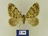  ( - BMB Lep 00788)  @12 [ ] Copyright (2012) Axel Hausmann/Bavarian State Collection of Zoology (ZSM) SNSB, Zoologische Staatssammlung Muenchen