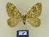  ( - BMB Lep 00789)  @12 [ ] Copyright (2012) Axel Hausmann/Bavarian State Collection of Zoology (ZSM) SNSB, Zoologische Staatssammlung Muenchen