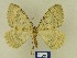  ( - BMB Lep 00790)  @13 [ ] Copyright (2012) Axel Hausmann/Bavarian State Collection of Zoology (ZSM) SNSB, Zoologische Staatssammlung Muenchen