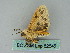  ( - BC ZSM Lep 52545)  @12 [ ] CreativeCommons - Attribution Non-Commercial Share-Alike (2012) Axel Hausmann/Bavarian State Collection of Zoology (ZSM) SNSB, Zoologische Staatssammlung Muenchen