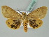  ( - BC ZSM Lep 52546)  @13 [ ] CreativeCommons - Attribution Non-Commercial Share-Alike (2012) Axel Hausmann/Bavarian State Collection of Zoology (ZSM) SNSB, Zoologische Staatssammlung Muenchen