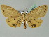  ( - BC ZSM Lep 52547)  @13 [ ] CreativeCommons - Attribution Non-Commercial Share-Alike (2012) Axel Hausmann/Bavarian State Collection of Zoology (ZSM) SNSB, Zoologische Staatssammlung Muenchen