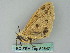  ( - BC ZSM Lep 52547)  @12 [ ] CreativeCommons - Attribution Non-Commercial Share-Alike (2012) Axel Hausmann/Bavarian State Collection of Zoology (ZSM) SNSB, Zoologische Staatssammlung Muenchen