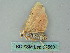  ( - BC ZSM Lep 52569)  @12 [ ] CreativeCommons - Attribution Non-Commercial Share-Alike (2012) Axel Hausmann/Bavarian State Collection of Zoology (ZSM) SNSB, Zoologische Staatssammlung Muenchen