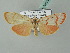  ( - BC ZSM Lep 52571)  @11 [ ] CreativeCommons - Attribution Non-Commercial Share-Alike (2012) Axel Hausmann/Bavarian State Collection of Zoology (ZSM) SNSB, Zoologische Staatssammlung Muenchen