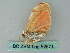  ( - BC ZSM Lep 52571)  @11 [ ] CreativeCommons - Attribution Non-Commercial Share-Alike (2012) Axel Hausmann/Bavarian State Collection of Zoology (ZSM) SNSB, Zoologische Staatssammlung Muenchen