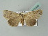  (Urbona dentilinealis - BC ZSM Lep 52580)  @13 [ ] CreativeCommons - Attribution Non-Commercial Share-Alike (2012) Axel Hausmann/Bavarian State Collection of Zoology (ZSM) SNSB, Zoologische Staatssammlung Muenchen