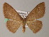  (Cyclophora AH02Ph - BC ZSM Lep 54424)  @15 [ ] CreativeCommons - Attribution Non-Commercial Share-Alike (2012) Axel Hausmann/Bavarian State Collection of Zoology (ZSM) SNSB, Zoologische Staatssammlung Muenchen