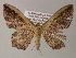 ( - BC ZSM Lep 54426)  @11 [ ] CreativeCommons - Attribution Non-Commercial Share-Alike (2012) Axel Hausmann/Bavarian State Collection of Zoology (ZSM) SNSB, Zoologische Staatssammlung Muenchen