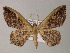  ( - BC ZSM Lep 54427)  @11 [ ] CreativeCommons - Attribution Non-Commercial Share-Alike (2012) Axel Hausmann/Bavarian State Collection of Zoology (ZSM) SNSB, Zoologische Staatssammlung Muenchen